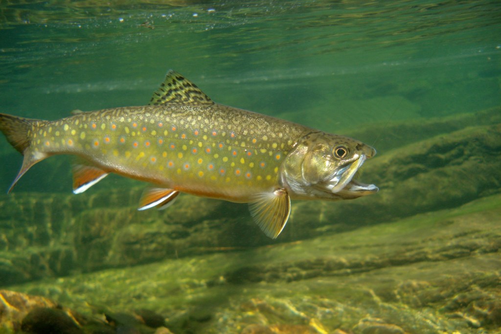 Colorado Man Breaks Fishing Record That's Stood Since 1947 With A Gargantuan Brook Trout