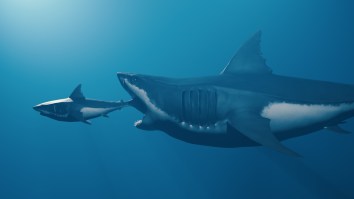 New Futuristic Study Of Megalodons Reveals Just How Voracious Of Predators They Once Were