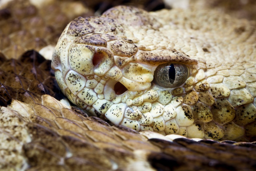 Footage Of  Massive Timber Rattlesnakes Engaging ‘Combat Dance’ Mating Ritual Leaves Many Shocked