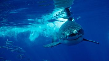 Cruise Passenger Dies After Deadly Shark Attack