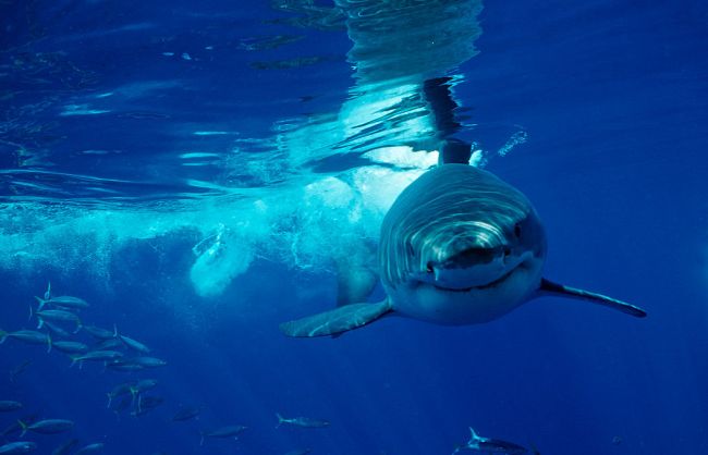 Great white shark attack kills Royal Caribbean cruise passenger at beach