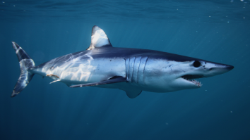 Acrobatic 7ft Mako Shark Jumps Into Boat And Mayhem Breaks Loose During Fishing Trip