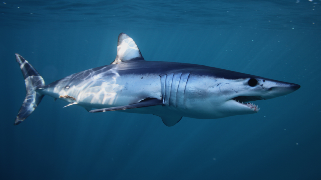 Acrobatic 7ft Mako Shark Jumps Into Boat And Mayhem Breaks Loose During Fishing Trip