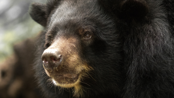 Mountain Climber Somehow Fights Off A Bear Attack When He’s Blindsided And Goes Into Survival Mode (Video)