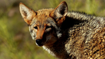 Animal Control Removes A Wily Coyote That Broke Into A Middle School Bathroom And Got Stuck (Video)