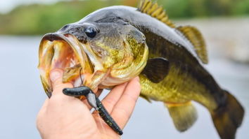 22-Inch Snake Pulled From Largemouth Bass’ Mouth Is Startling