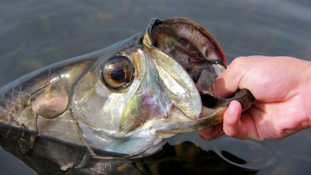Florida Man Narrowly Loses Tarpon To Massive Hungry Alligator Looking For An Easy Meal