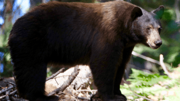 Black Bear Breaks Into Lake Tahoe Cookie Shop And Goes To Town (Video)