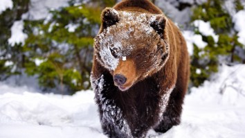 First Look At ‘Cocaine Bear,’ A Movie About A Bear That Eats A Ton Of Cocaine