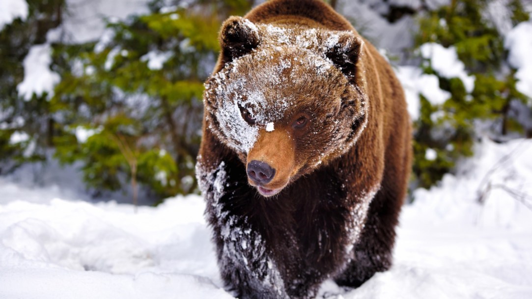 First Look At 'Cocaine Bear,' A Movie About A Bear That Eats A Ton Of Cocaine