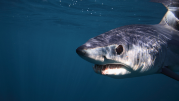 Jumping Mako Shark Leaps On Top Of Boat And Gets Stuck