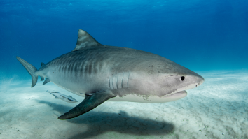 Kayak Fisherman Attacked By Tiger Shark In Hawaii Captures Wild Encounter On Video