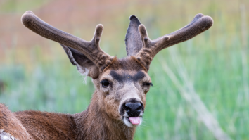 Deer Rips Xmas Lights Off Home And Sprints Away With Them Stuck On Its Antlers