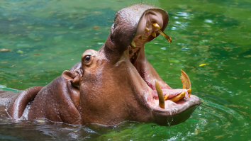 Comedian Breaks Down How 100 Humans Could Win A Fight Against Any Land Mammal