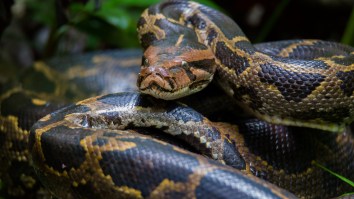12ft Burmese Python Captured In Florida Far North Of Where They’ve Recently Been Found