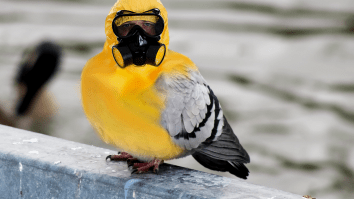 Pigeon Wearing A ‘Backpack’ Filled With Meth Caught Inside A Prison Yard