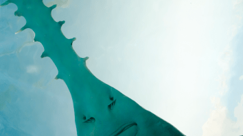 13-Foot Endangered Sawfish Caught In Florida Looks Like A Prehistoric Dinosaur