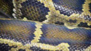 Wildlife Expert Forrest Galante Discusses Alleged 50-Foot Snake Seen In The Congo