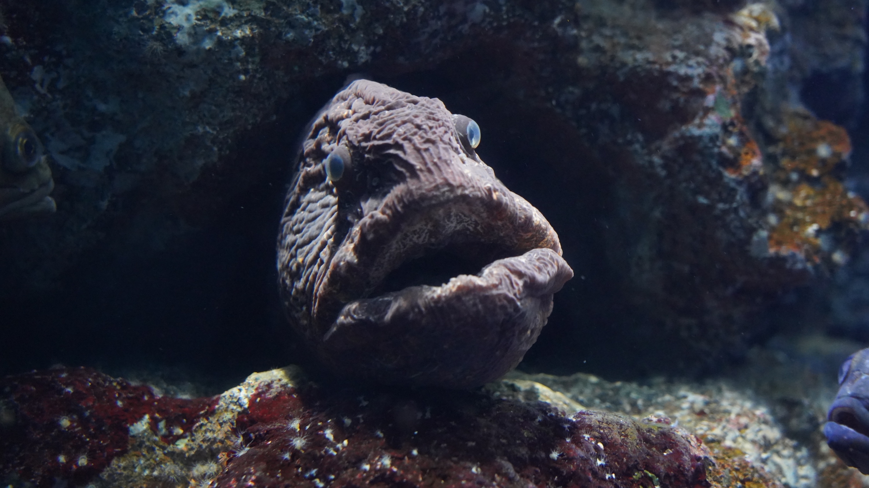 Wolffish sea wolf 