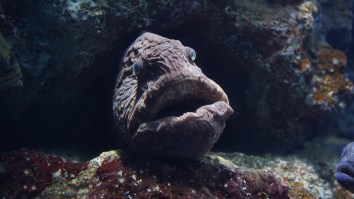 Deep Sea Fisherman Hauls In Spooky Wolffish With 2 Gnarly Sets Of Teeth