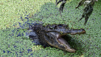 You’ve Heard Of Cocaine Bear, But Now You Need To Get Ready For Meth Gator