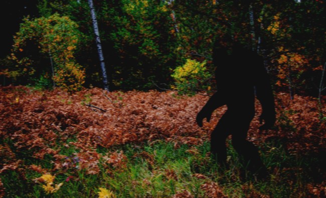 bigfoot in the woods