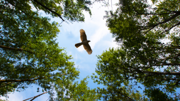 Scientists Use Stuffed Dead Birds In The Next Possible Evolution Of Spy Drones