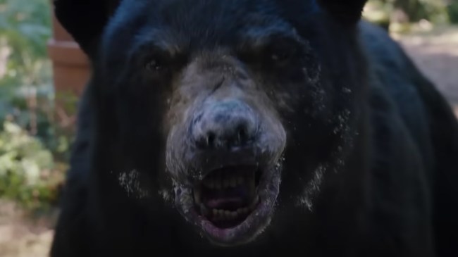 Cocaine Bear