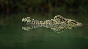 Crocodile Snatches A Flying Bat Out Of Mid-Air In Surreal Encounter