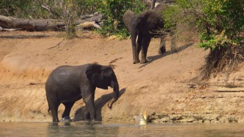 African Crocodile Goes Full ‘Tarzan’ And Swings From An Elephant’s Tail In Surreal Encounter