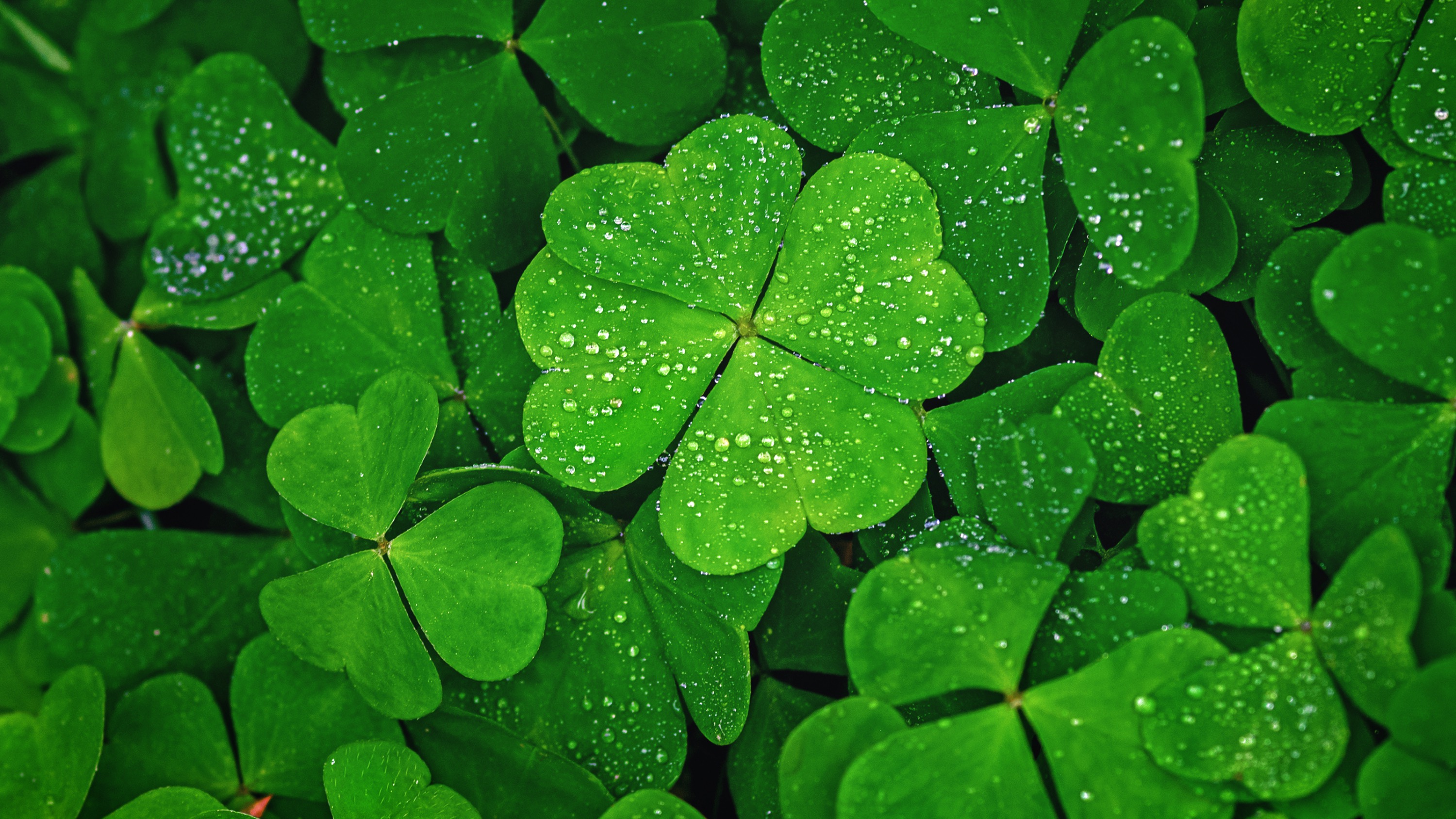 four-leaf clover world record collection