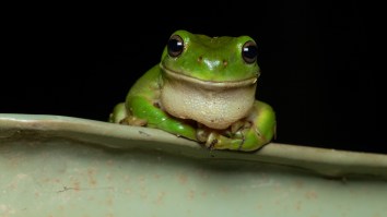 Internet Falls In Love With Viral Video Of Guy 3D Printing A Fortress For Tree Frogs