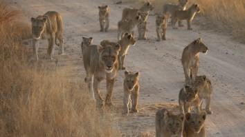 Epic Video Shows The Moment A Pride Of Lions Decides To Take Over An Entire Highway