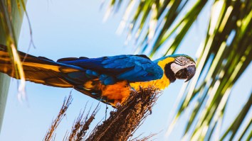 College Softball Game Gets Taken Over By Parrots