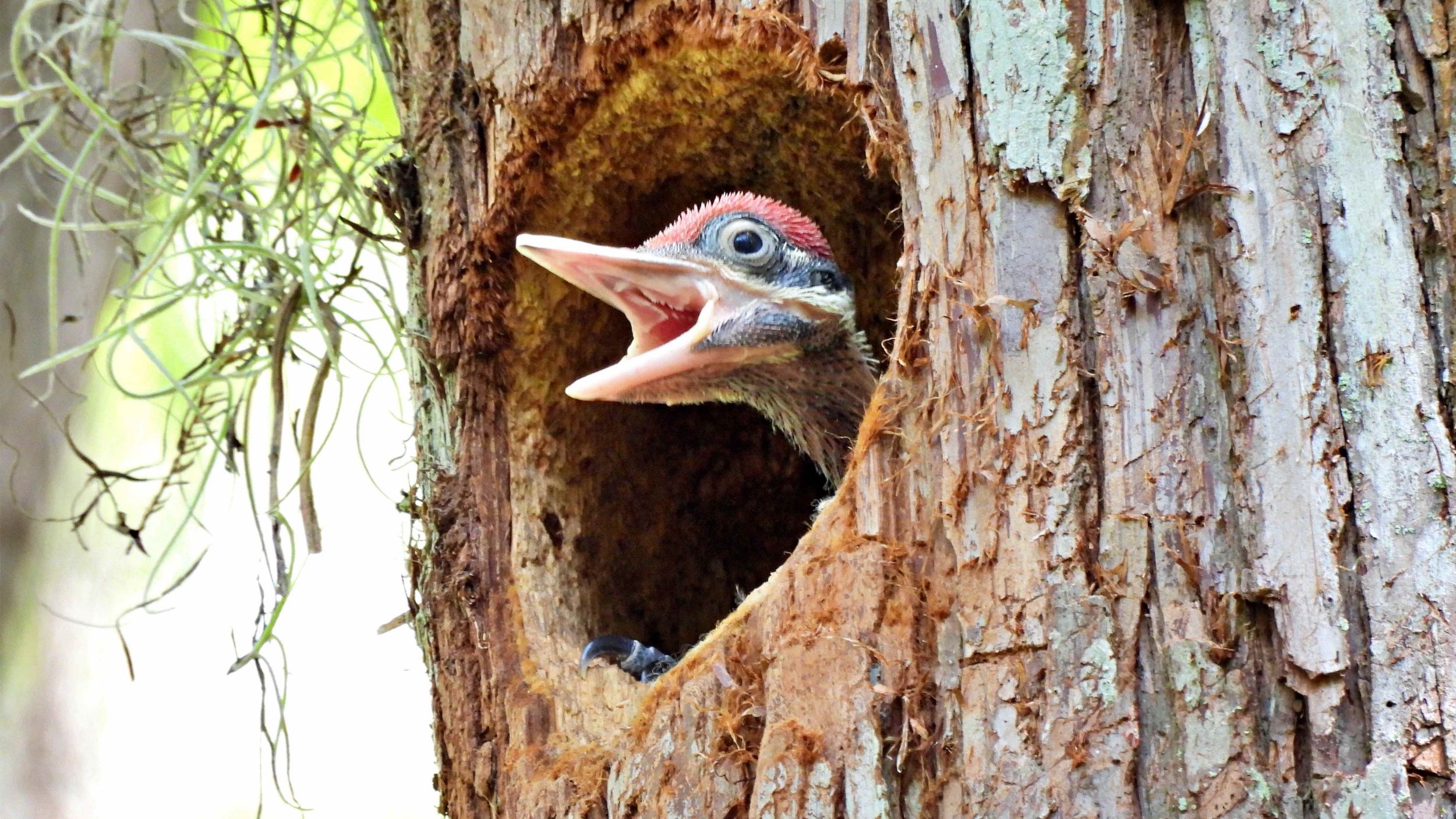 woodpecker leaves 700 pounds acorns inside house