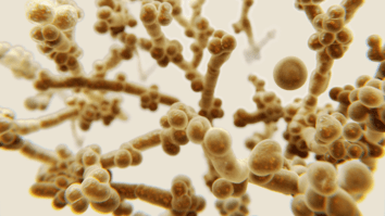 CDC Says Deadly Super-Fungus Spreading Fast In The US Is An ‘Urgent Threat’