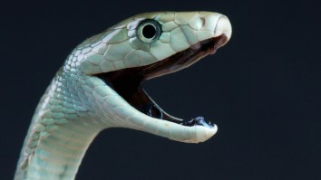 Very Good Dog Saves Owner From Black Mamba Snake Under The Couch