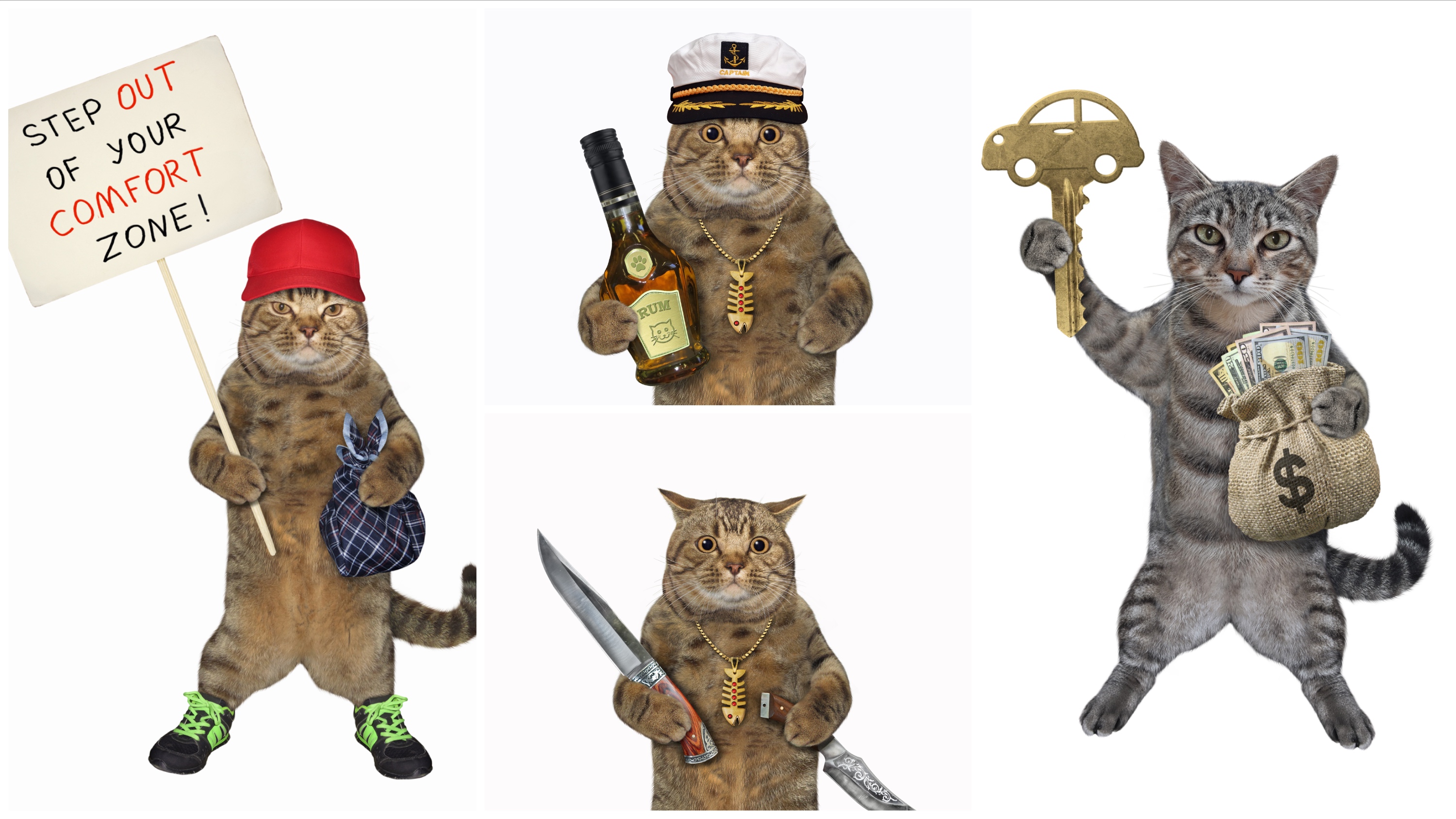 Cats doing people things holding bottles, signs, and money
