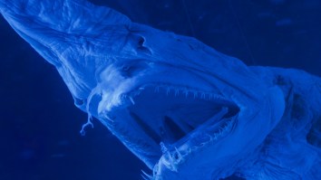 Fisherman Catches Rare Goblin Shark That Looks Like An Alien Species