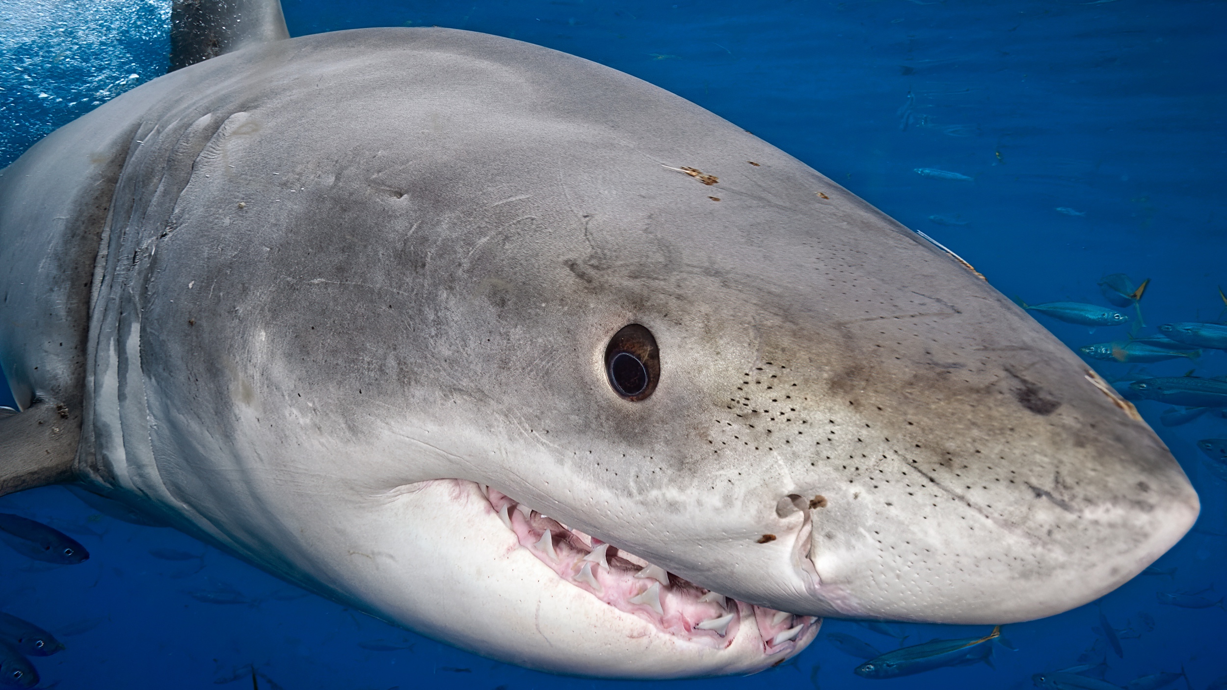 great white shark fishing 