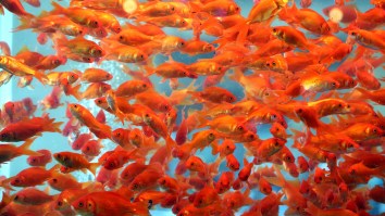 Football-Sized Self-Cloning Monster Goldfish Are Taking Over Canadian Lakes By The Thousands