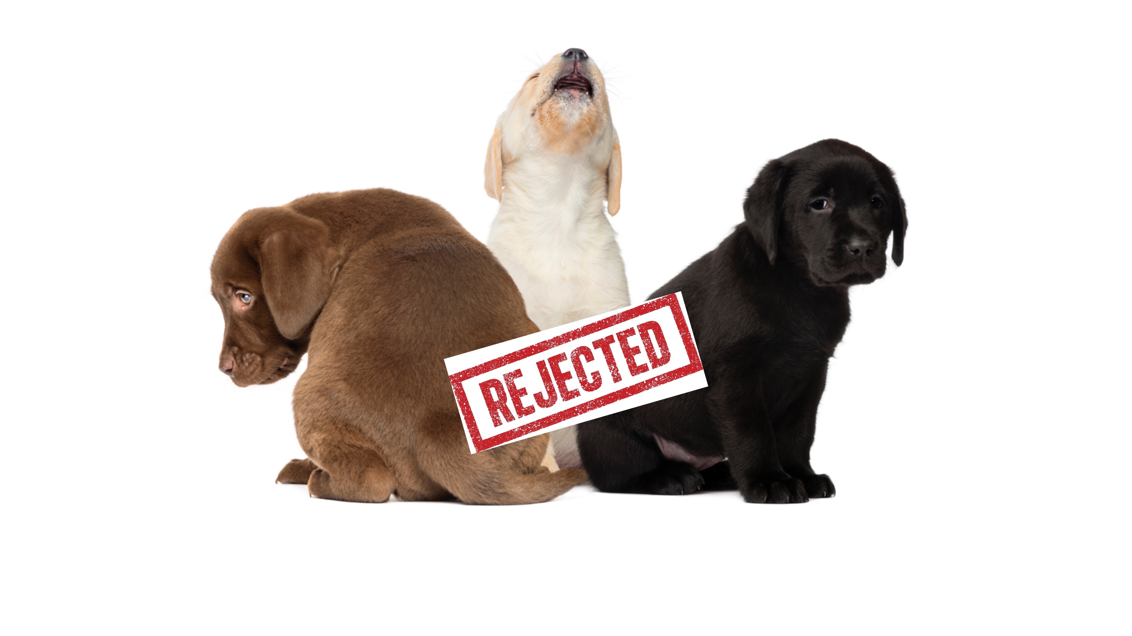 Cute Labrador Retriever Puppies America's second favorite dog breed