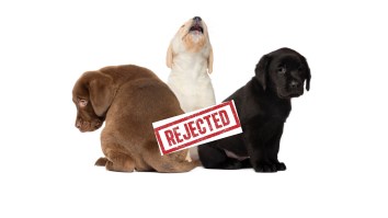 The Labrador Retriever Is No Longer America’s Favorite Dog Breed