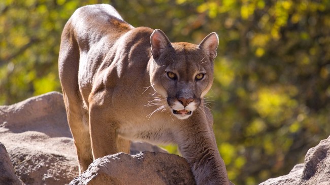mountain lion