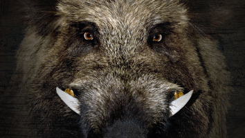 Man Knocked Unconscious When Wild Boar Attacks Him While He’s Barbecuing