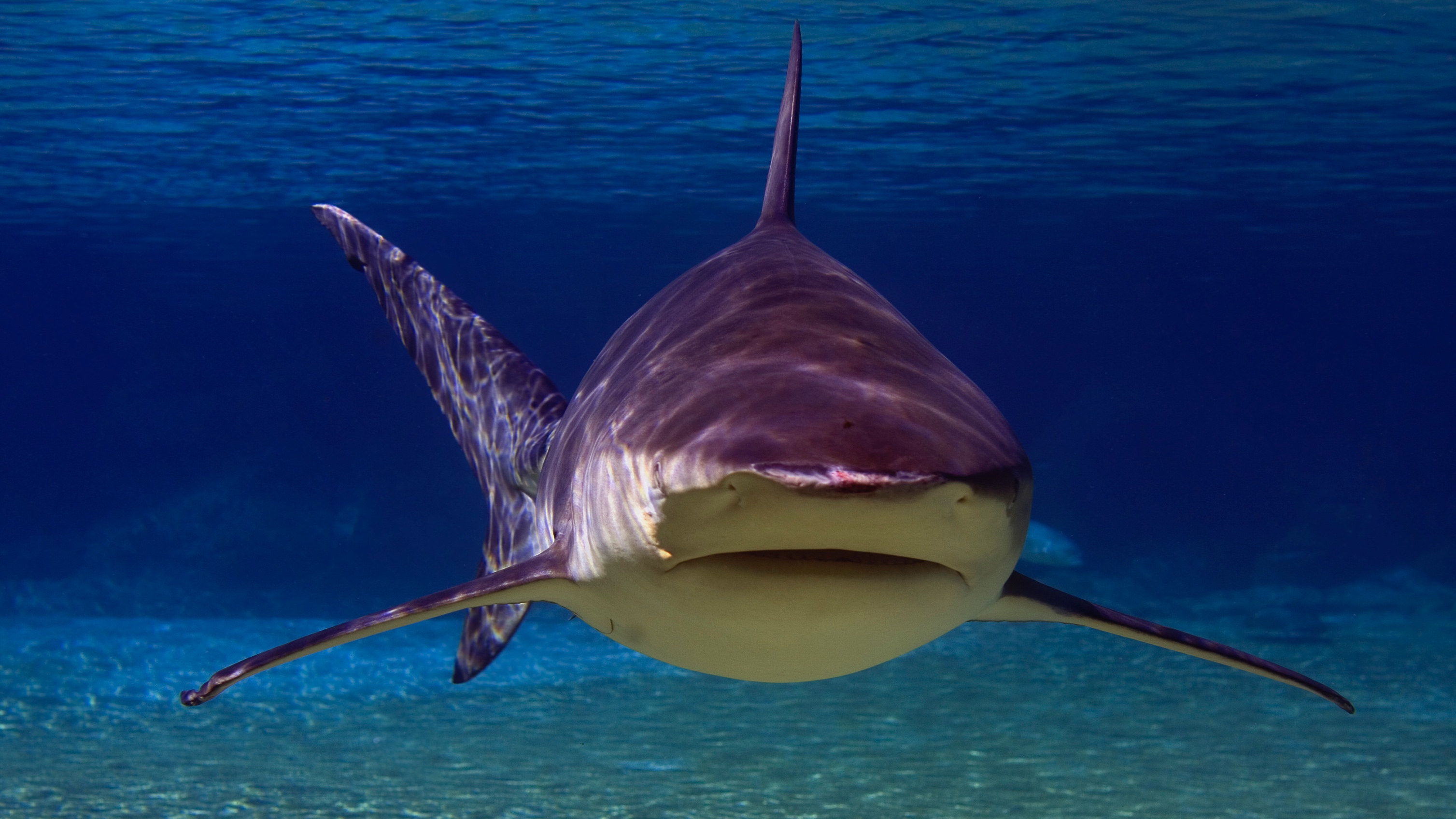 bull shark close up