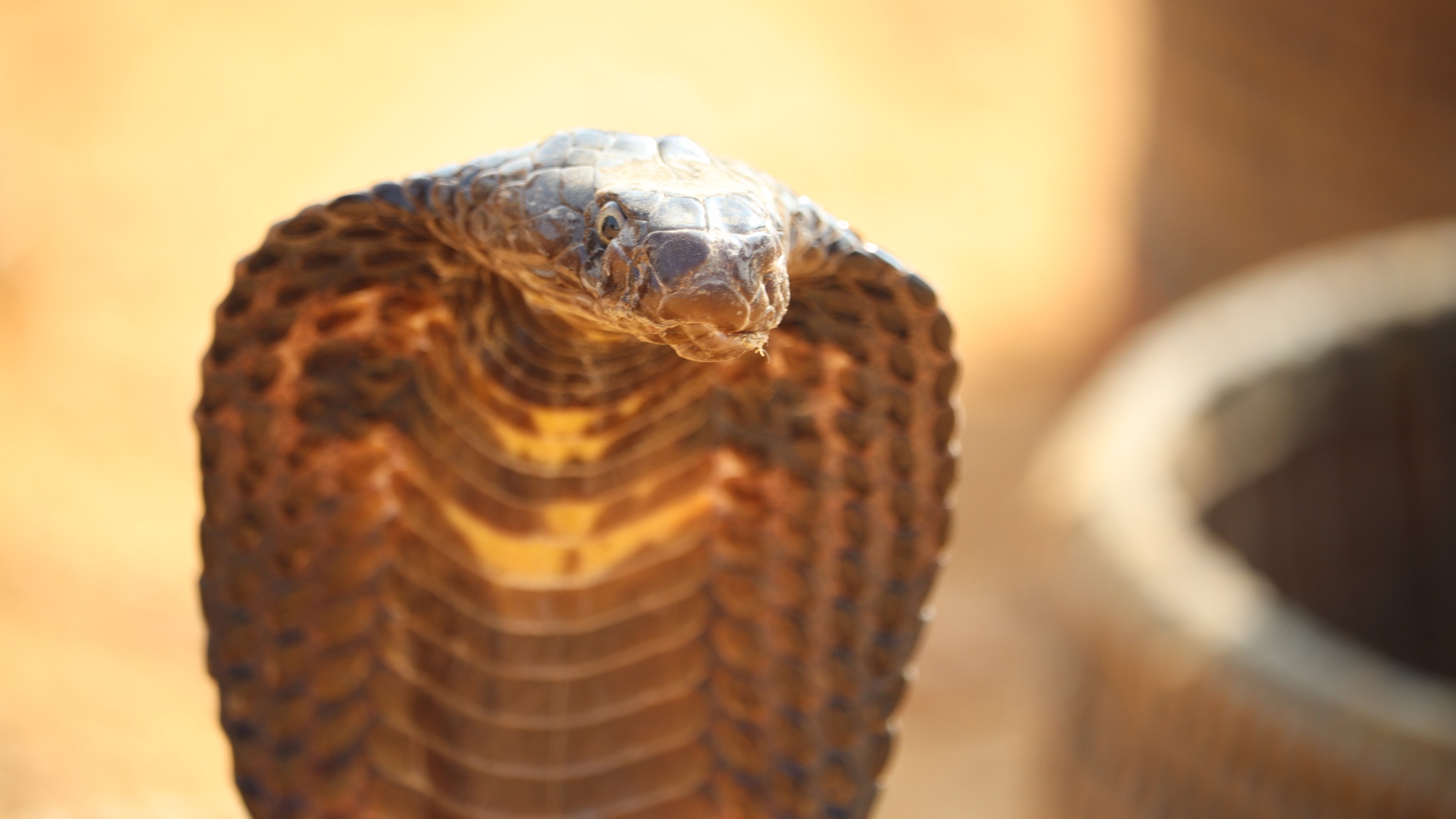 Cape cobra South African snake