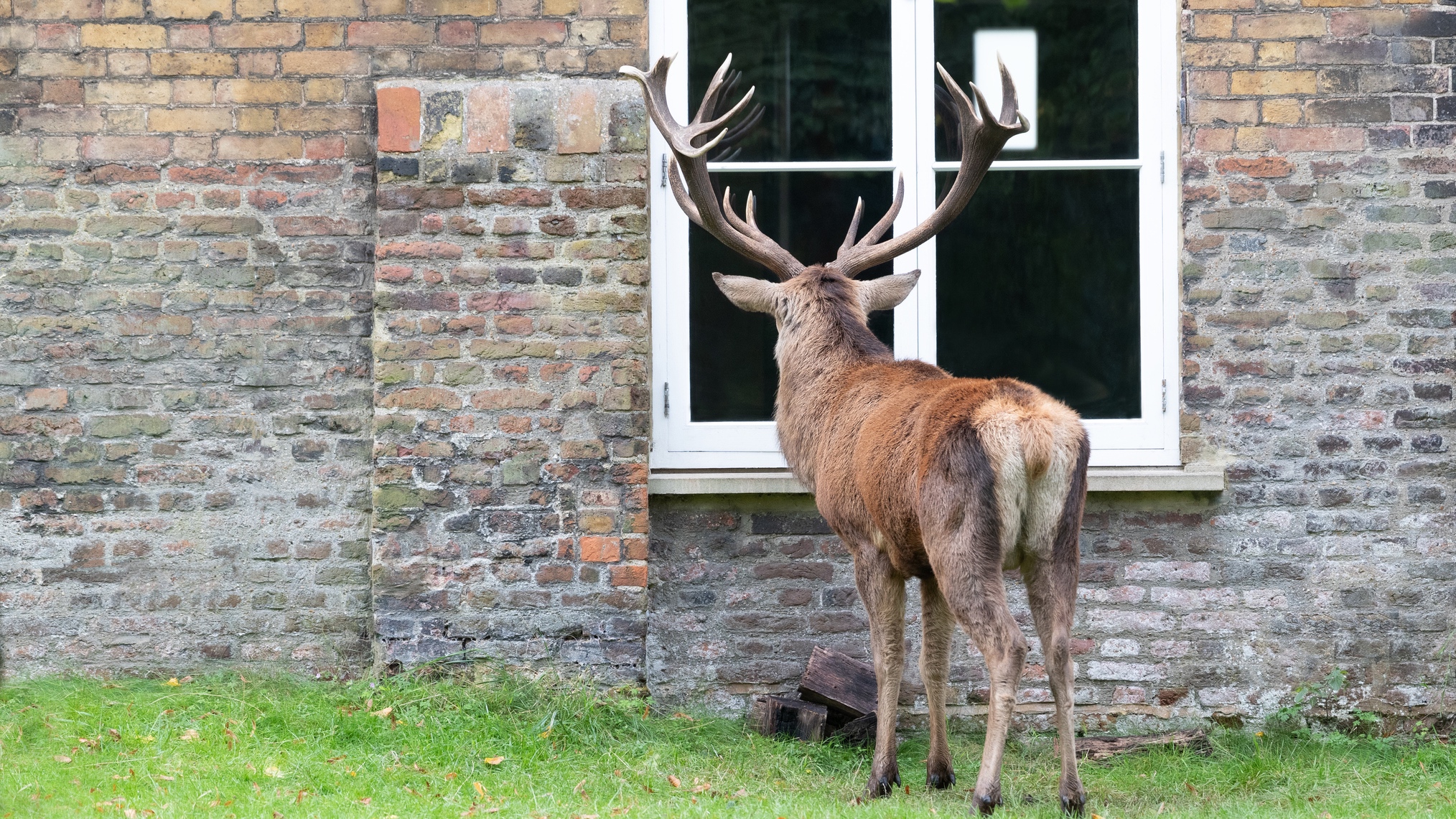 deer looking through window