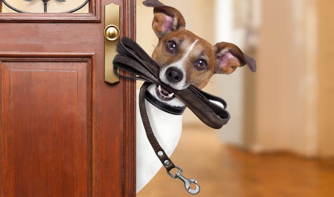 dog with leash in mouth walking traumatic brain injury risk