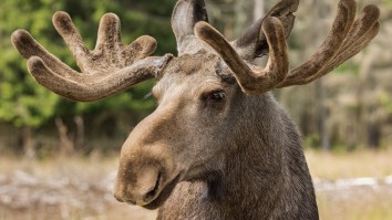 Moose Walks Into Movie Theater And Helps Itself To Some Popcorn (Video)